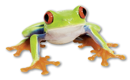 Frosch Desinsekta